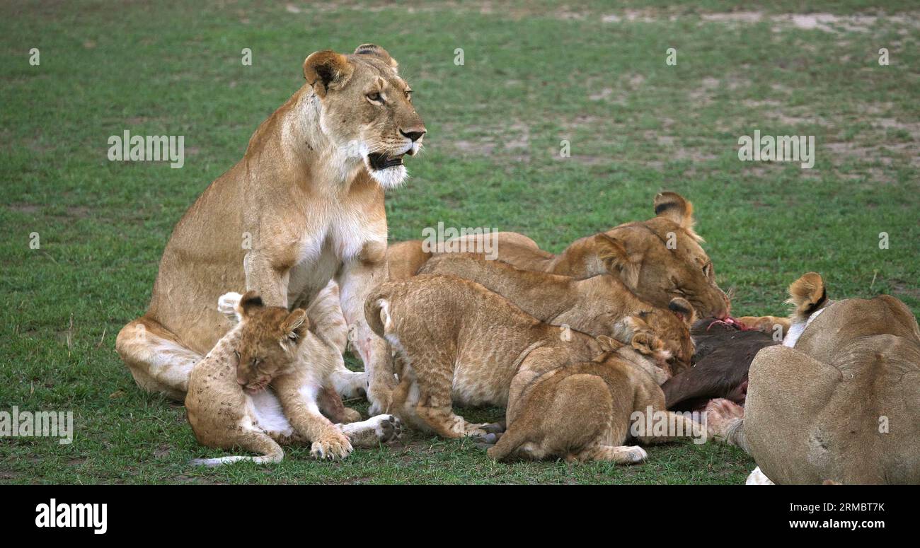 African Lion, panthera leo, Group with a Kill, a Wildebest, Masai Mara Park in Kenya Stock Photo