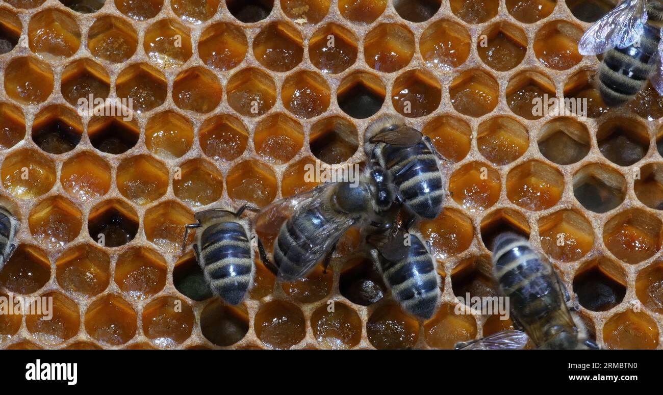 European Honey Bee, apis mellifera, Black Bees on a Pollen Frame,, Bee ...