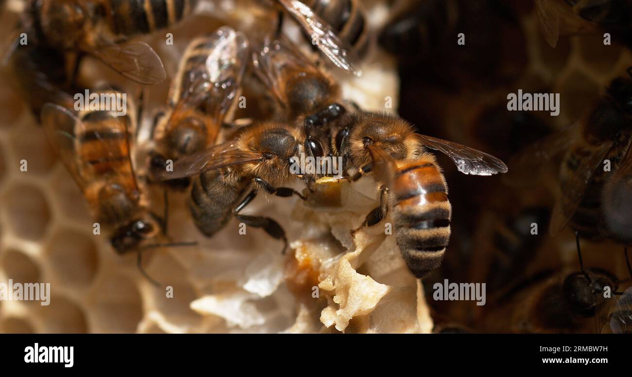 European Honey Bee, apis mellifera, Black Bees on a wild Ray, Alveolus ...