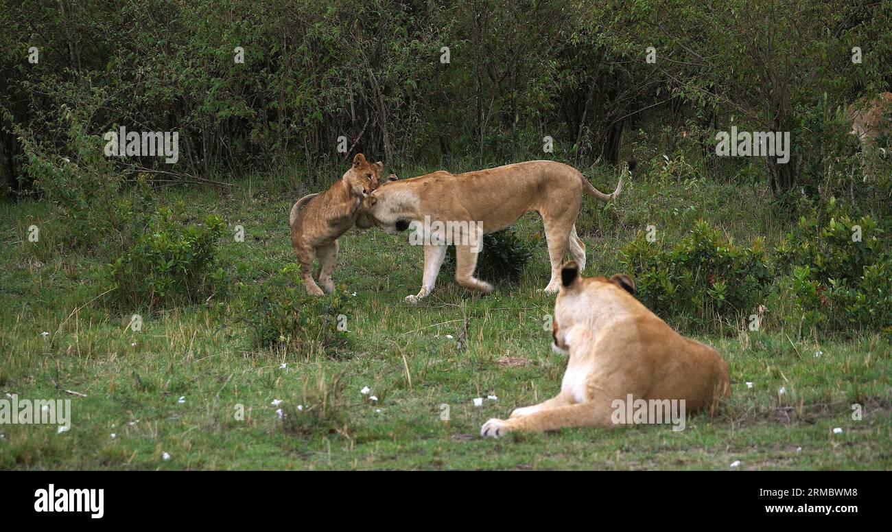 African Lion, panthera leo, Mother and Cub playing, Masai Mara Park in ...