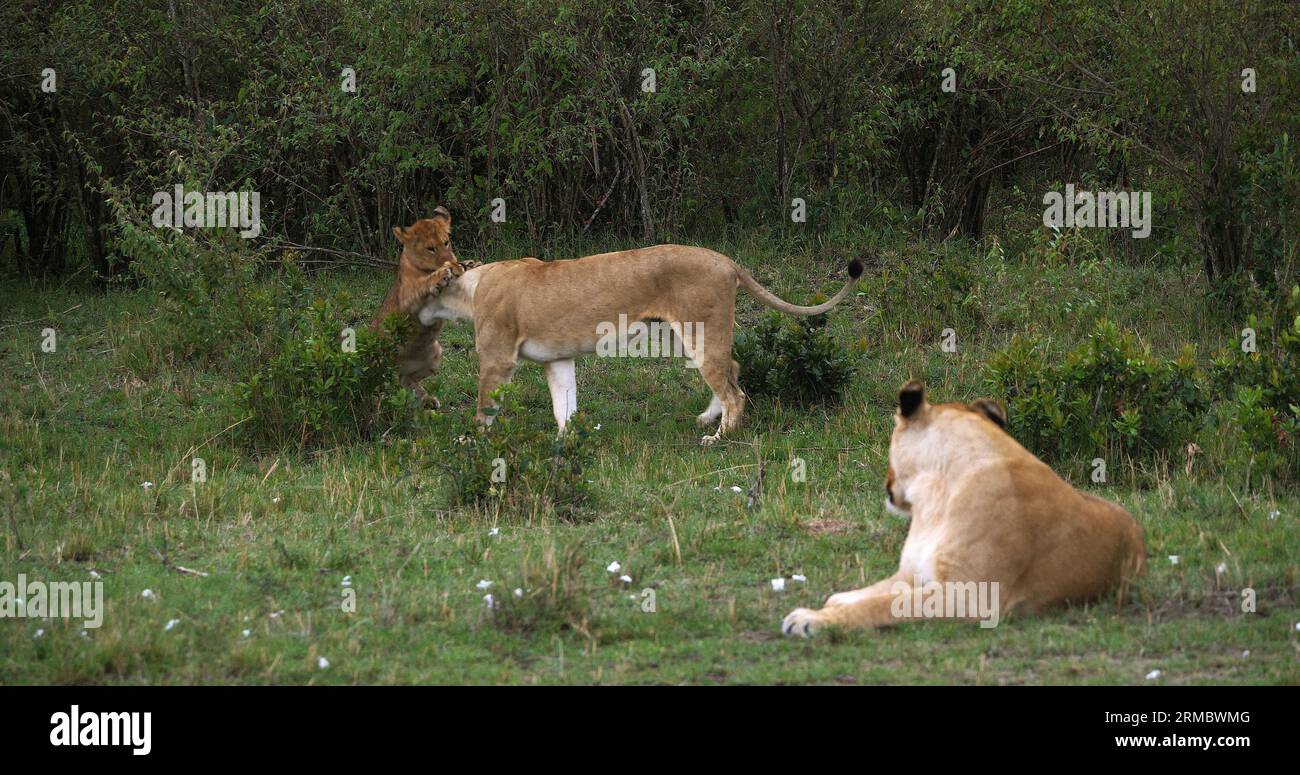 African Lion, panthera leo, Mother and Cub playing, Masai Mara Park in ...
