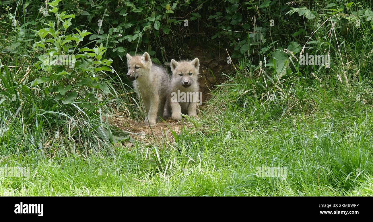 Arctic Wolf, canis lupus tundrarum, Cub near Den Entrance Stock Photo