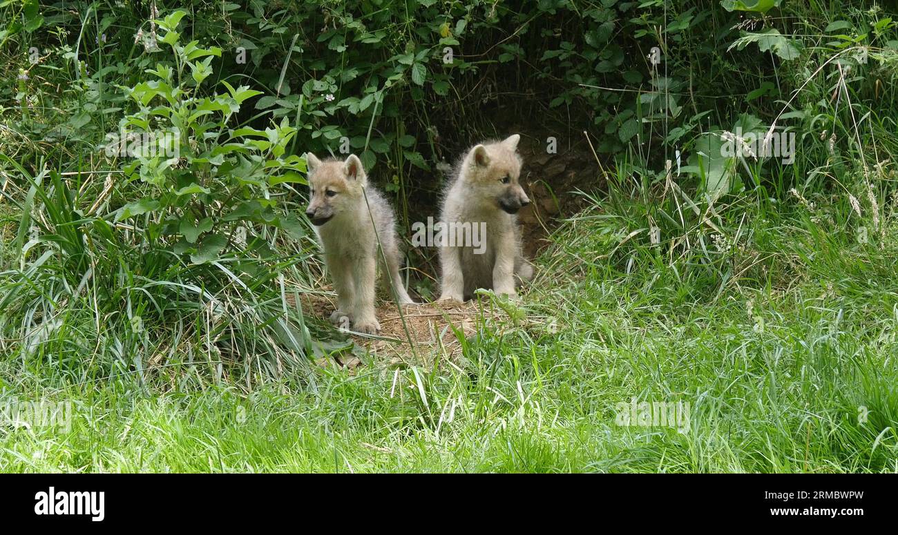 Arctic Wolf, canis lupus tundrarum, Cub near Den Entrance Stock Photo