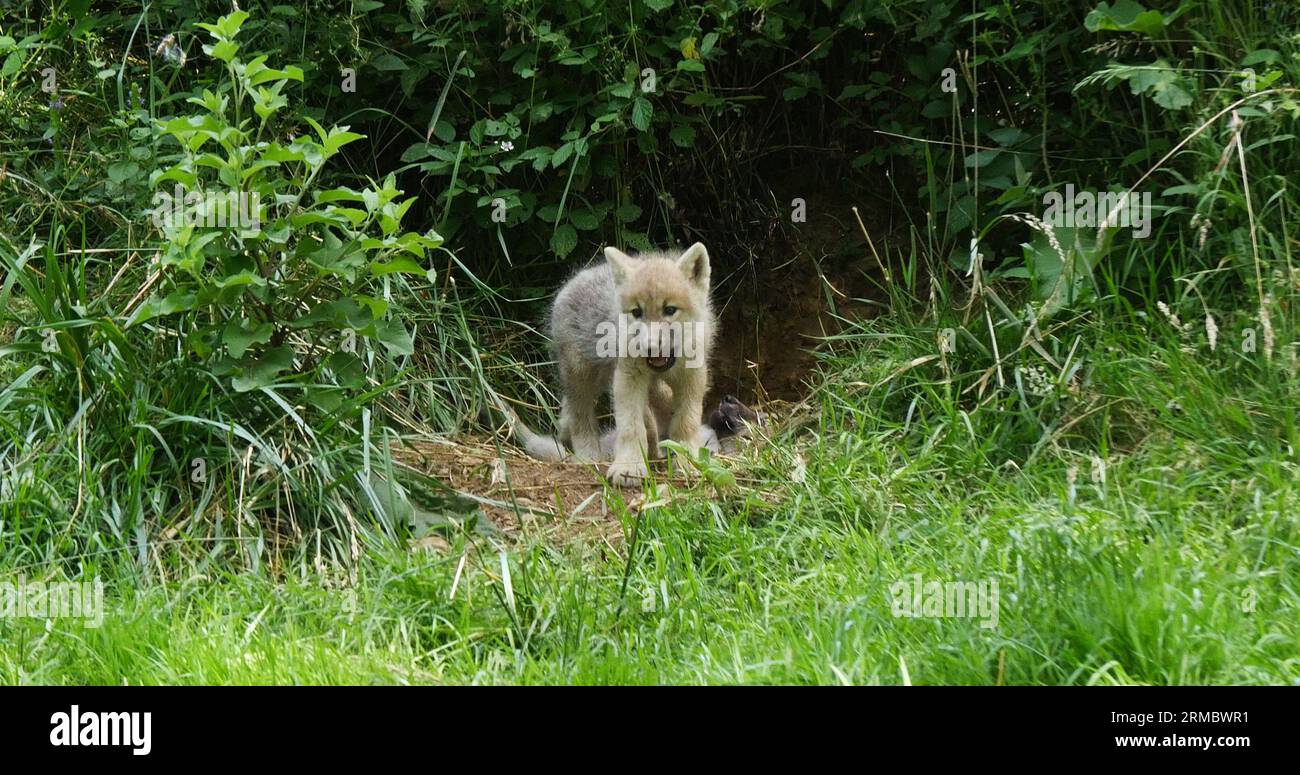 Arctic Wolf, canis lupus tundrarum, Cub near Den Entrance Stock Photo