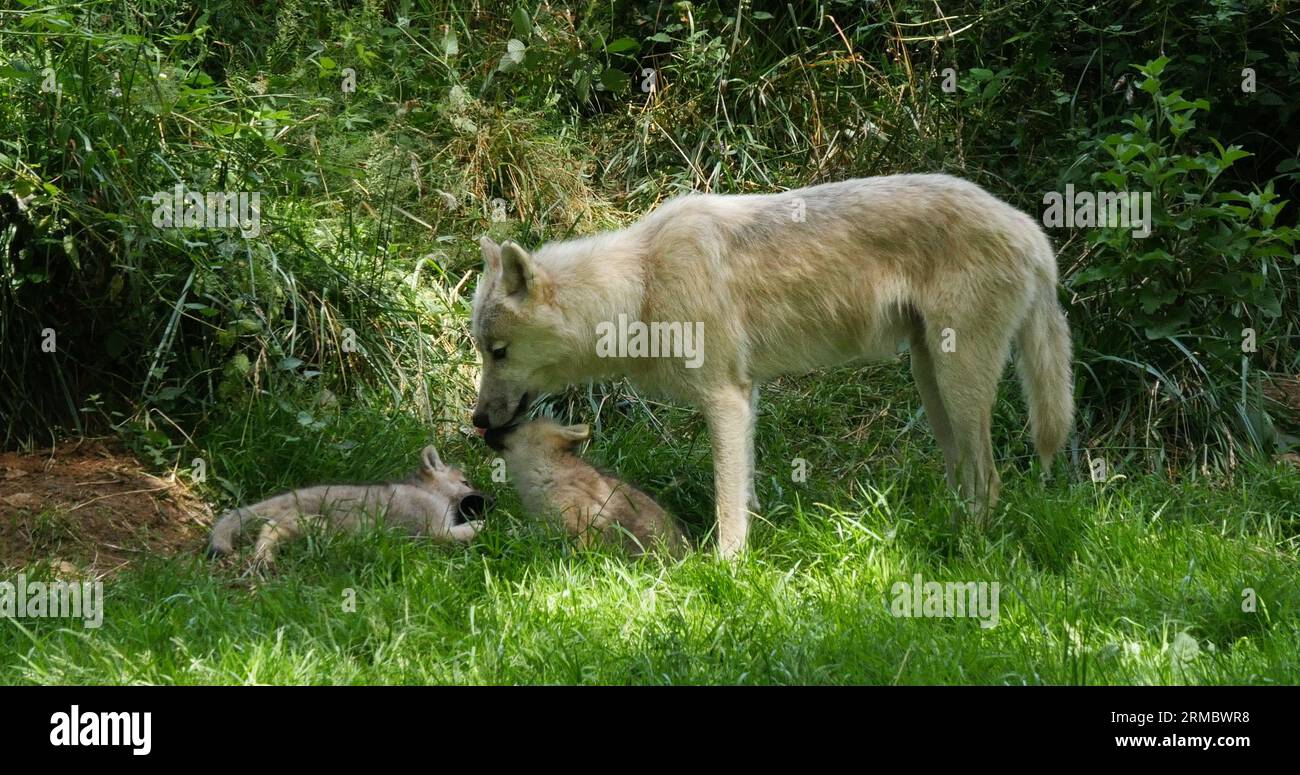 Arctic Wolf, canis lupus tundrarum, Mother and Cub standing near Den Entrance Stock Photo