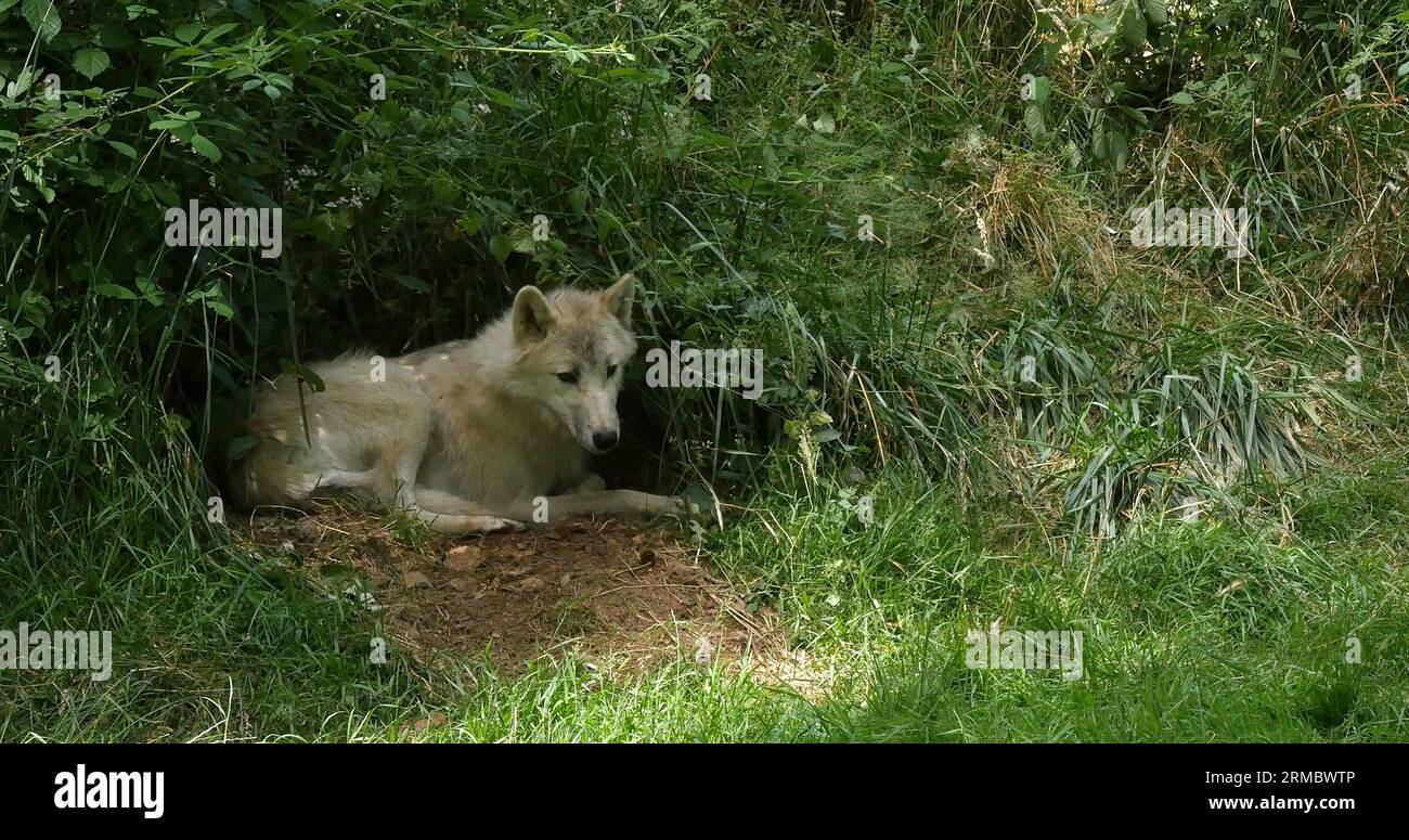 Arctic Wolf, canis lupus tundrarum, Female laying at Den Entrance Stock Photo