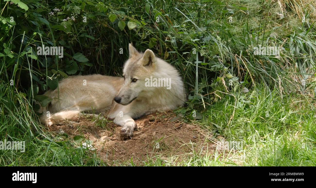 Arctic Wolf, canis lupus tundrarum, Female laying at Den Entrance Stock Photo
