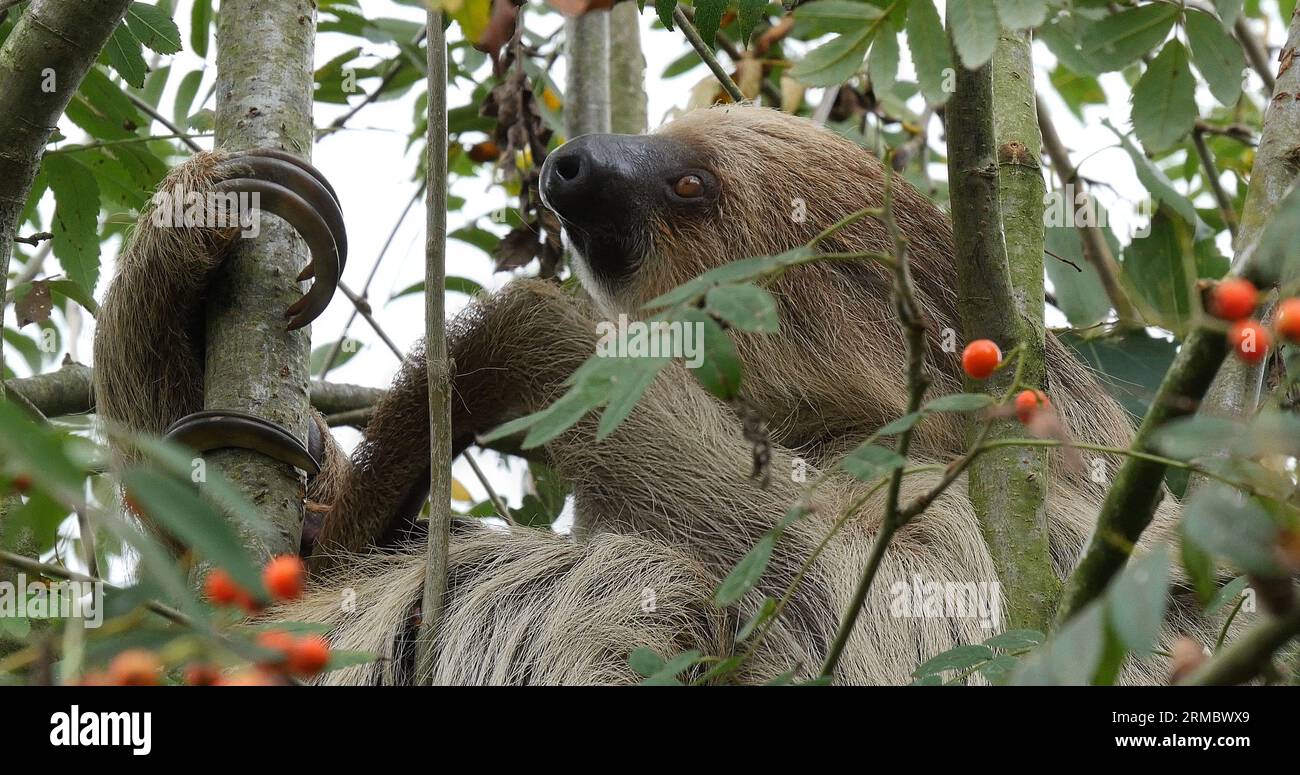 Audolt Sloth Two Toed Sloth, choloepus didactylus, Adult Hanging from Branch Stock ...