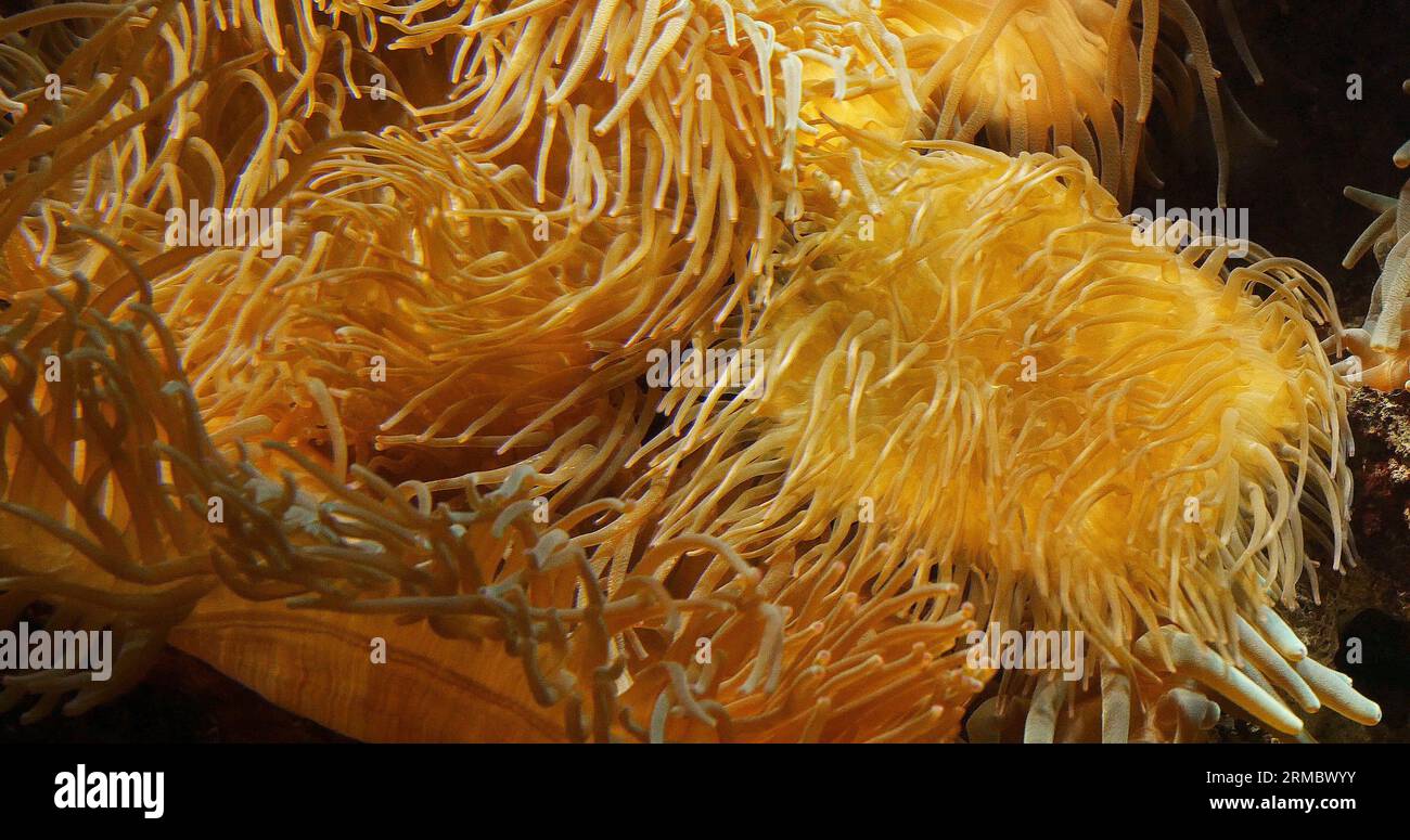 Leathery Sea Anemone, heteractis crispa Stock Photo