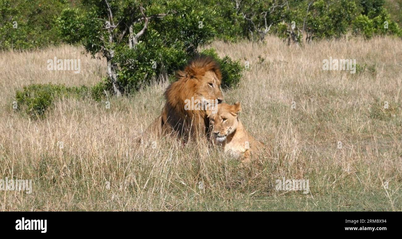 African Lion, panthera leo, Pair Mating, Masai Mara Park in Kenya Stock ...