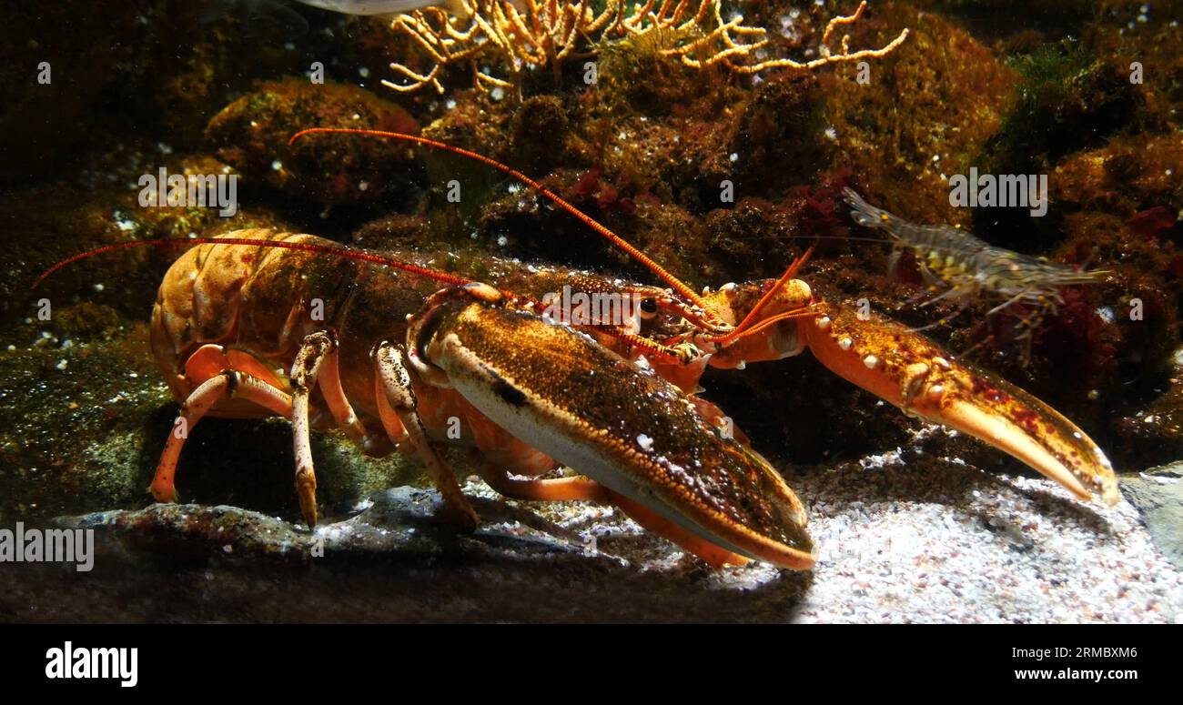 Lobster Homarus Gammarus Adult In A Seawater Aquarium In France Stock Lobster Homarus Gammarus Adult In A Seawater Aquarium In France Stock