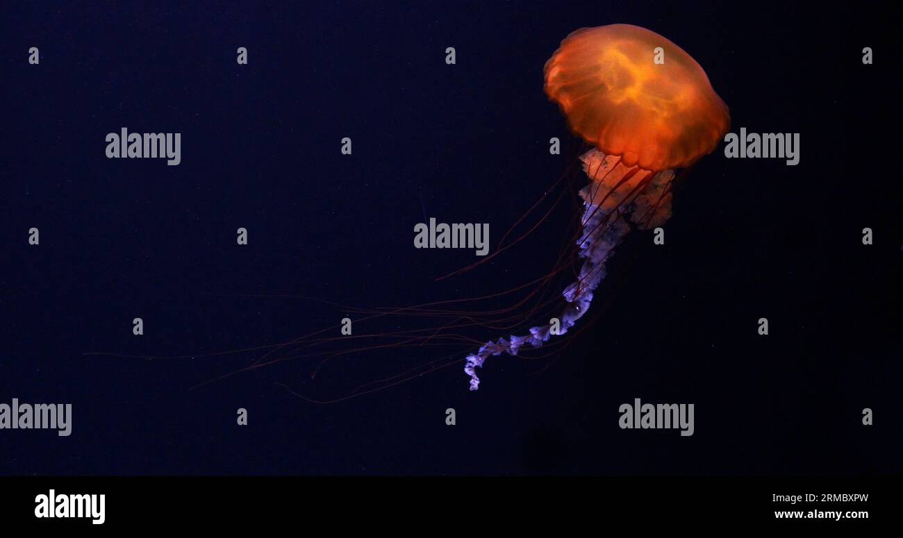 Black Jellyfish or Black Sea Nettle, Pacific Ocean, chrysaora achlyos, Seawater Aquarium in France Stock Photo