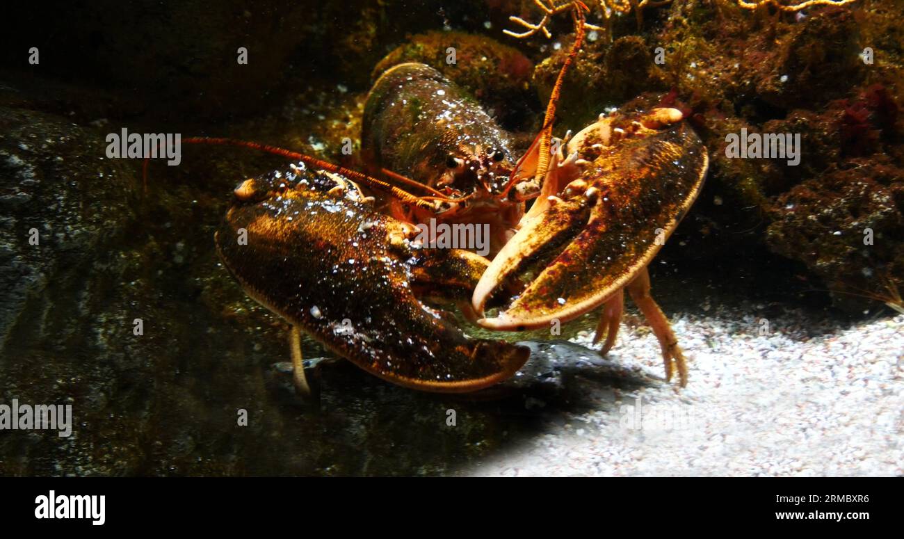 Lobster Homarus Gammarus Adult In A Seawater Aquarium In France Stock Lobster Homarus Gammarus Adult In A Seawater Aquarium In France Stock