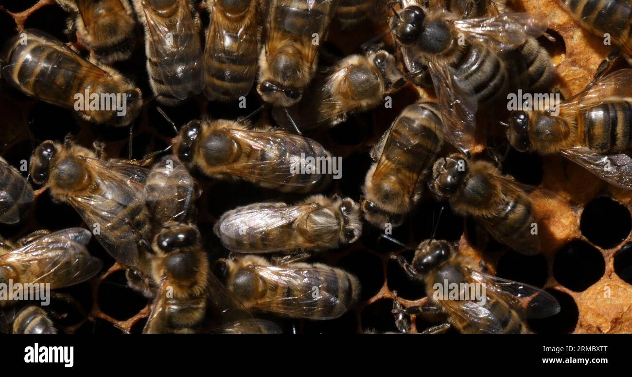 European Honey Bee, apis mellifera, Black Bees working on Bee Brood ...