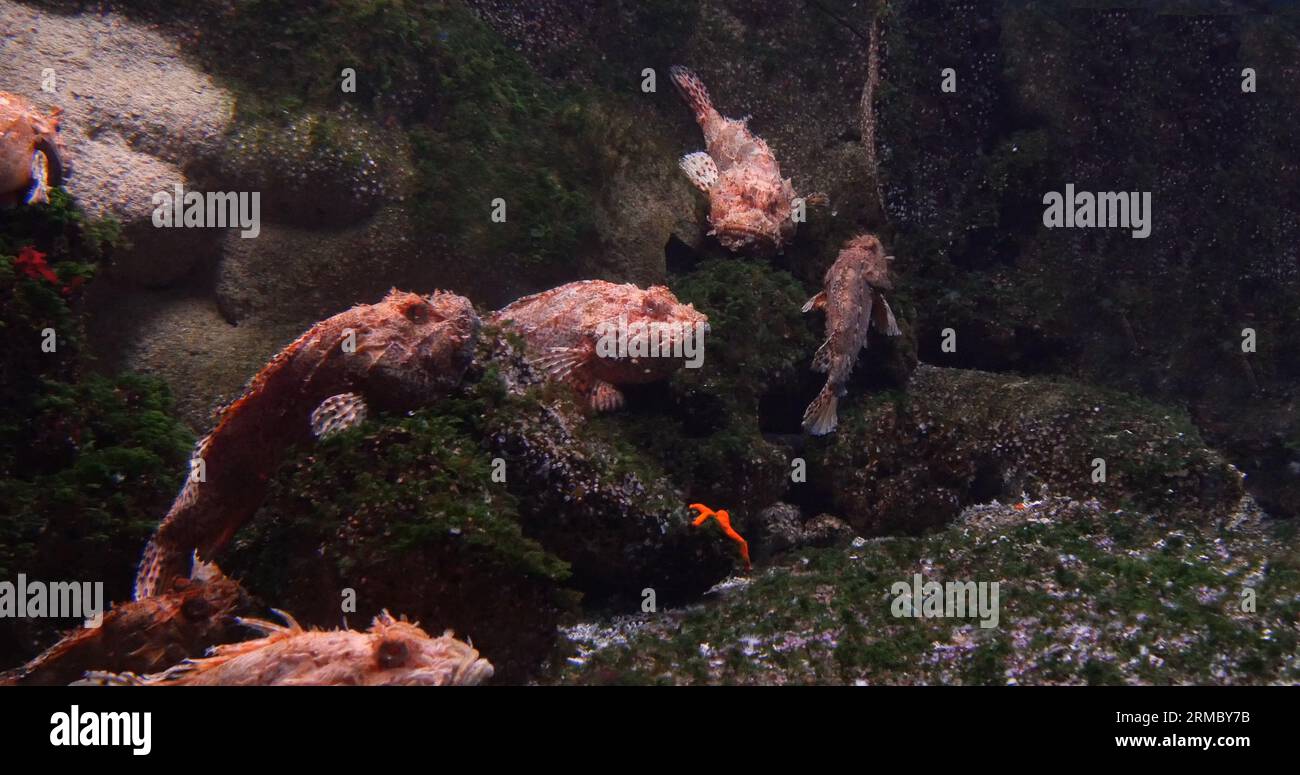 Red scorpionfish, scorpaena sp. Seawater Aquarium in France Stock Photo