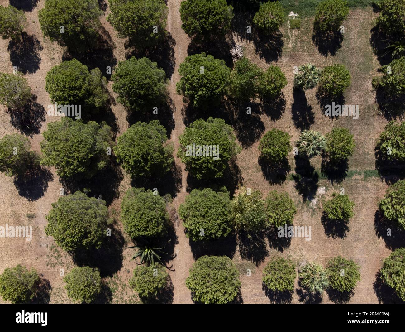 Aerial view of cultivated field Stock Photo