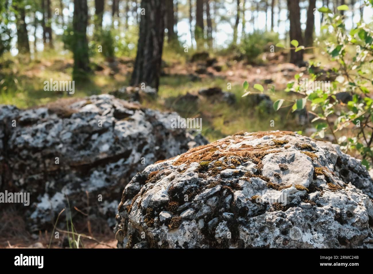 Beautiful forest background with sun rays. Natural scene. The stones are covered with moss Stock Photo
