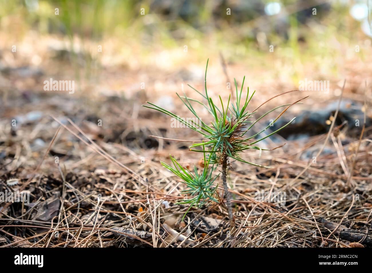 Afforestation and regrow forests. New growth of a small pine sapling and grass growing on the forest floor next to burnt trees after the devastation o Stock Photo