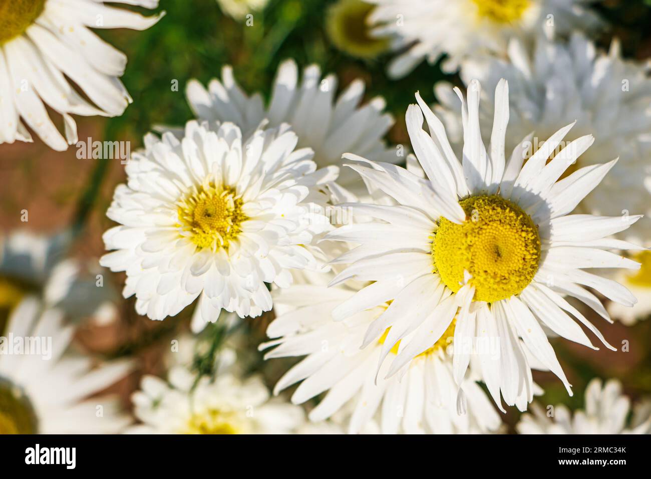 Chamomile flowers close-up. White petals of daisy flower. Summer natural background. Stock Photo