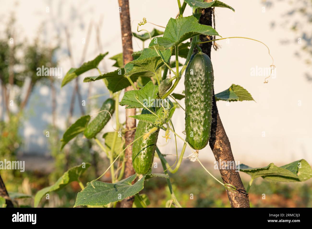 Cucumber harvest. Cucumbers grow on the farm. Leaves, flowers and fruits of cucumbers. Stock Photo