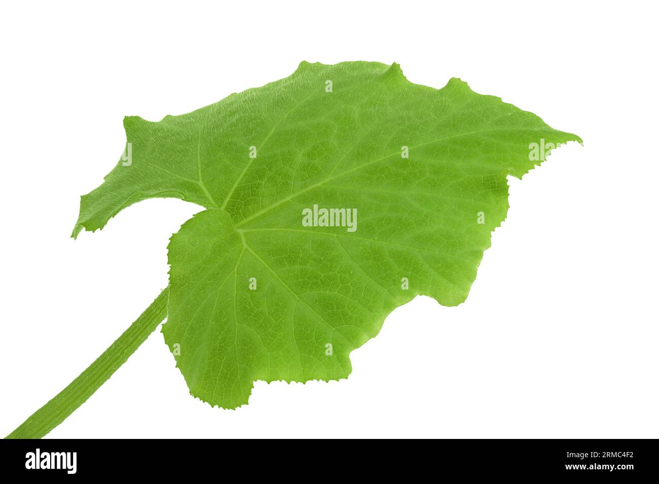 green pumpkin leaf isolated on white background Stock Photo - Alamy