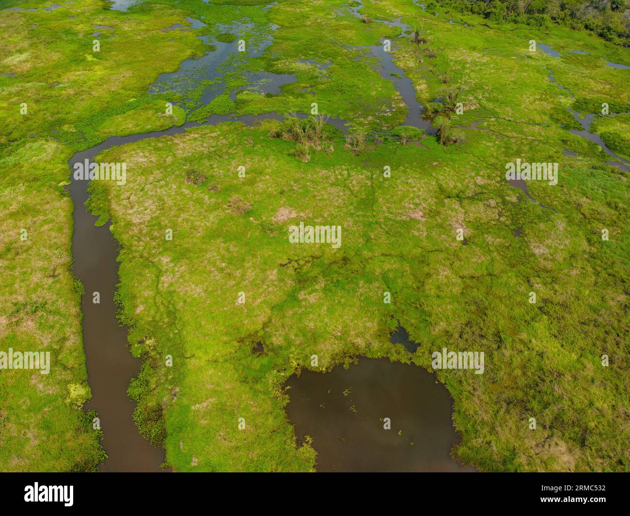 Close-up drone shot of the bright green flooded grasslands of the Pantanal in Brasil, the world's largest freshwater wetland; Traveling South America Stock Photo