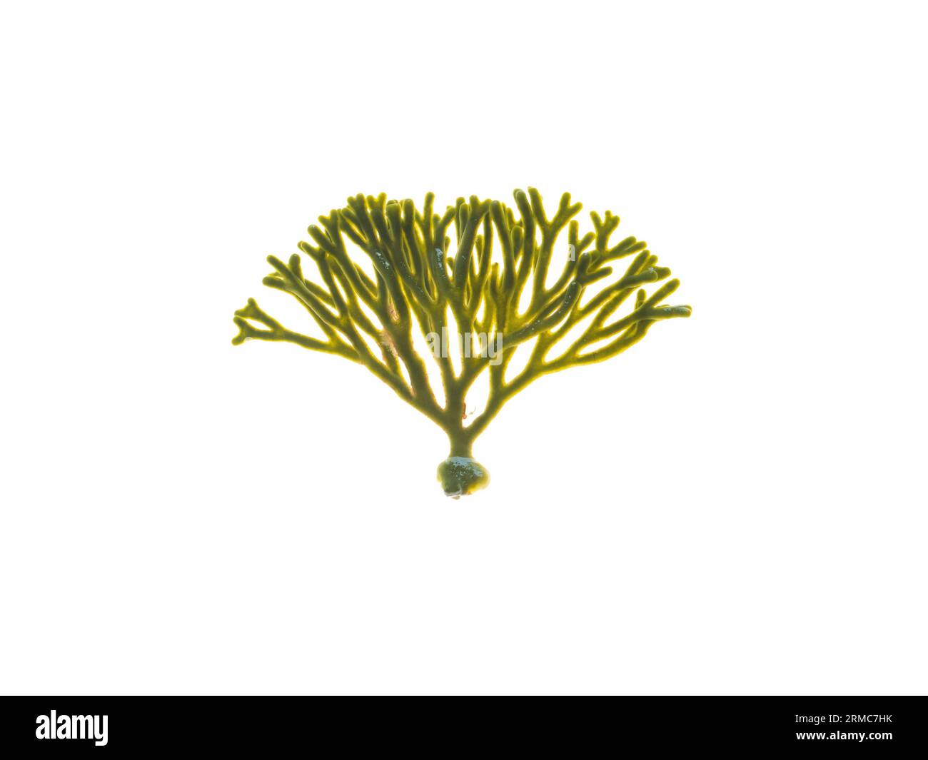 Velvet horn or codium tomentosum seaweed isolated on white.  Spongeweed algae. Stock Photo