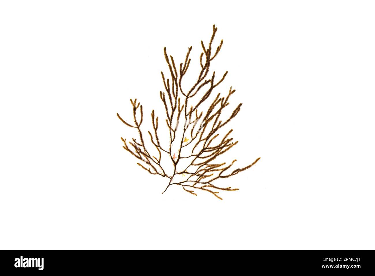 Cladostephus spongiosus seaweed. Cladostephus verticillatus brown algae isolated on white. Stock Photo