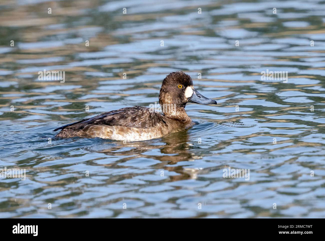 A Lesser Scaup female duck viewed at close range swimming in a Lake in the Spring Season. Stock Photo