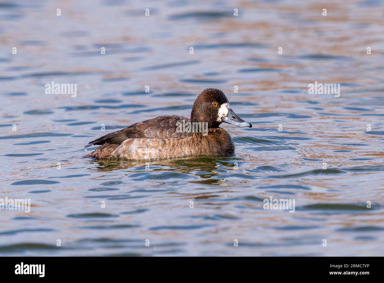 A female Lesser Scaup duck with beautiful feathers and white face marking at the height of the breeding season. Close up view. Stock Photo
