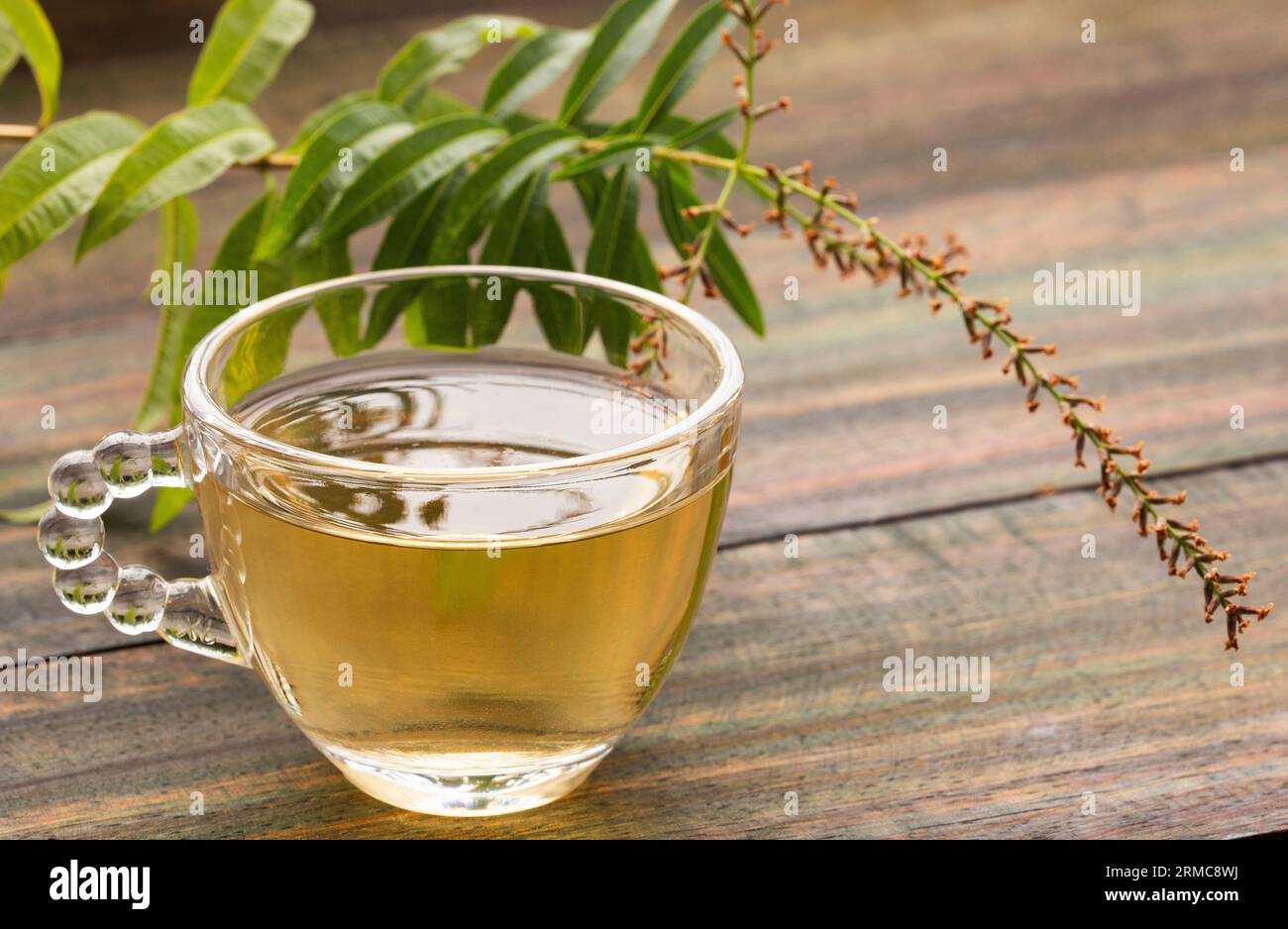 Lemon verbena medicinal healthy tea - Aloysia citrodora Stock Photo