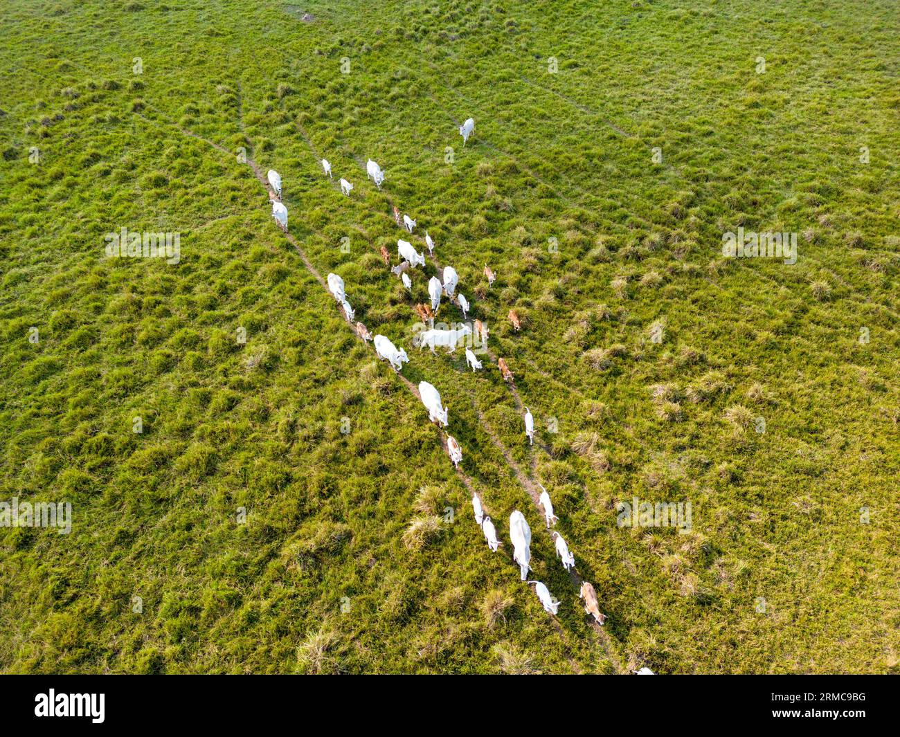 Drone shot of a herd of cows in the lush green grasslands of the Pantanal in Mato Grosso do Sul in Brasil - Traveling South America Stock Photo