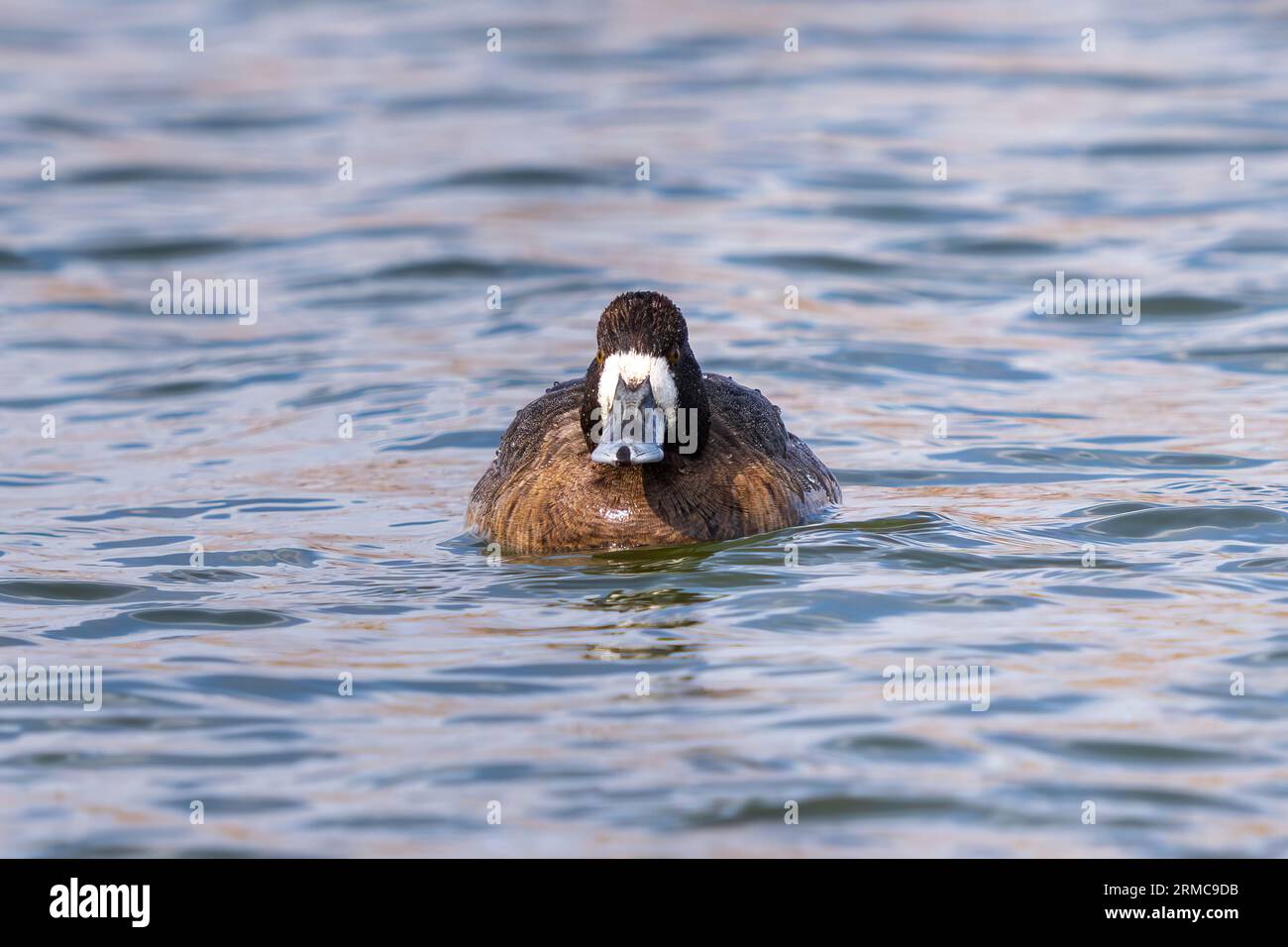 A front view of a female Lesser Scaup duck swimming in a lake in the Spring. Stock Photo