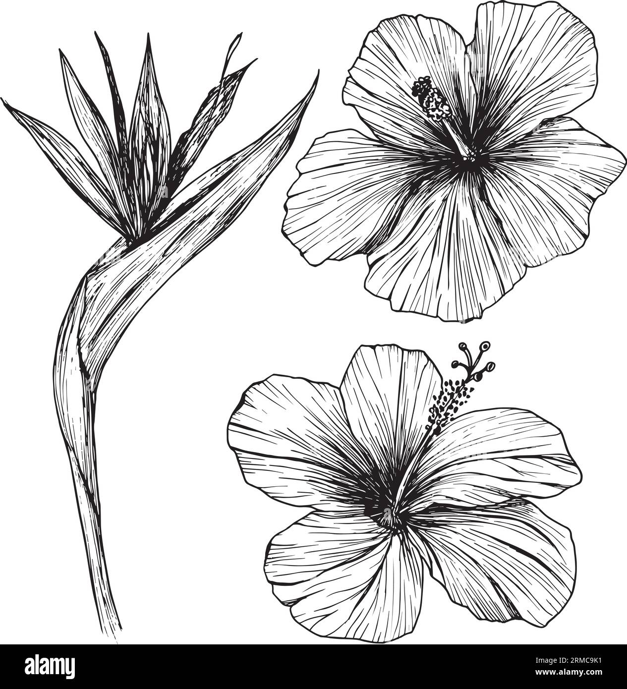 Vector illustration of tropical flowers. Clipart of hibiscus