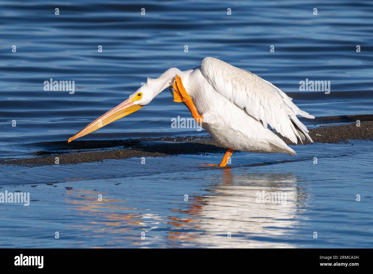An American White Pelican standing in the shallow waters of a blue lake scratching its neck with its webbed foot. Stock Photo