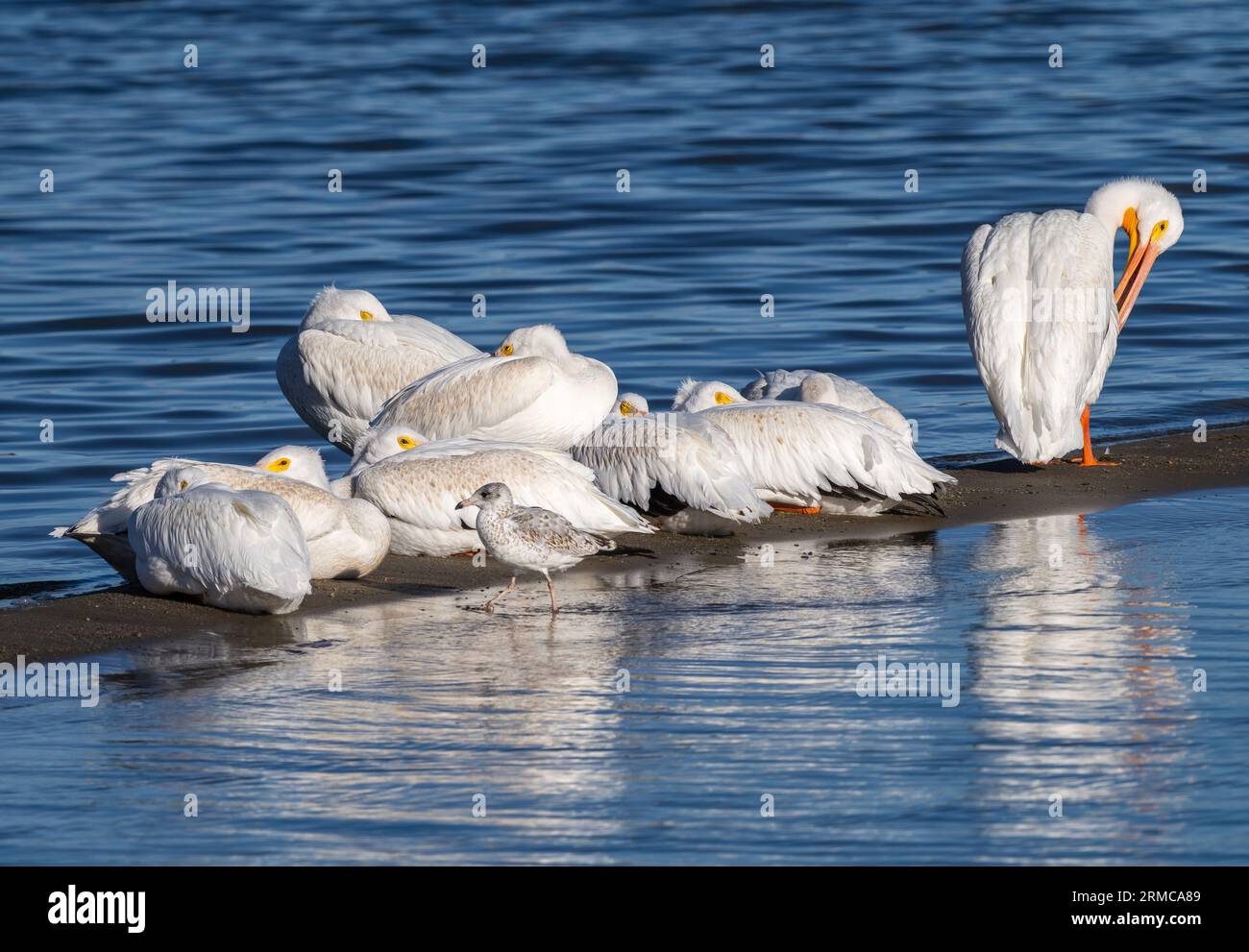 Flocking behavior in birds hi-res stock photography and images - Alamy