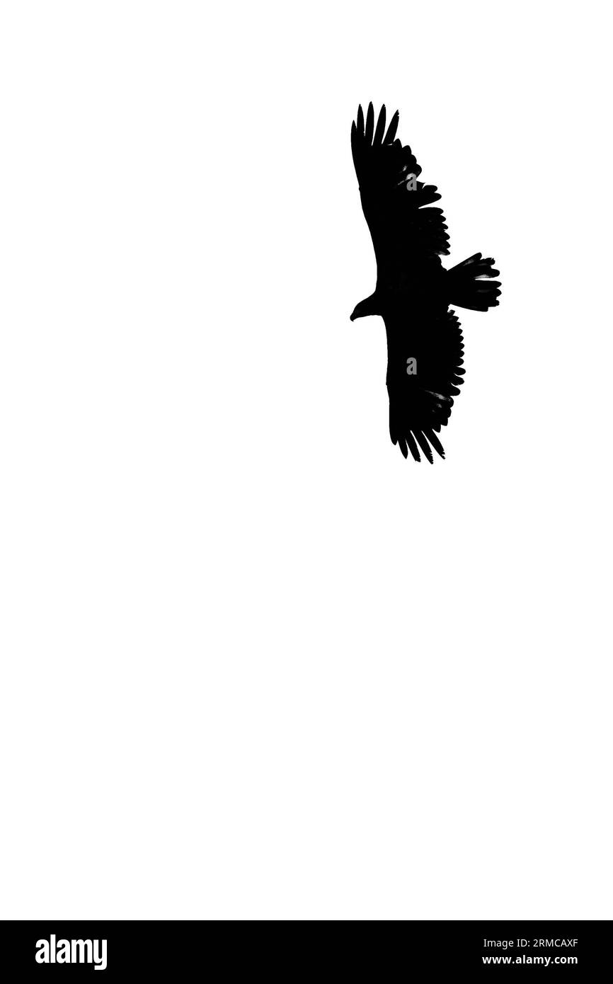 Bald eagle (Haliaeetus leuocephalus) flying on a white background with copy space, black and white, vwertical Stock Photo