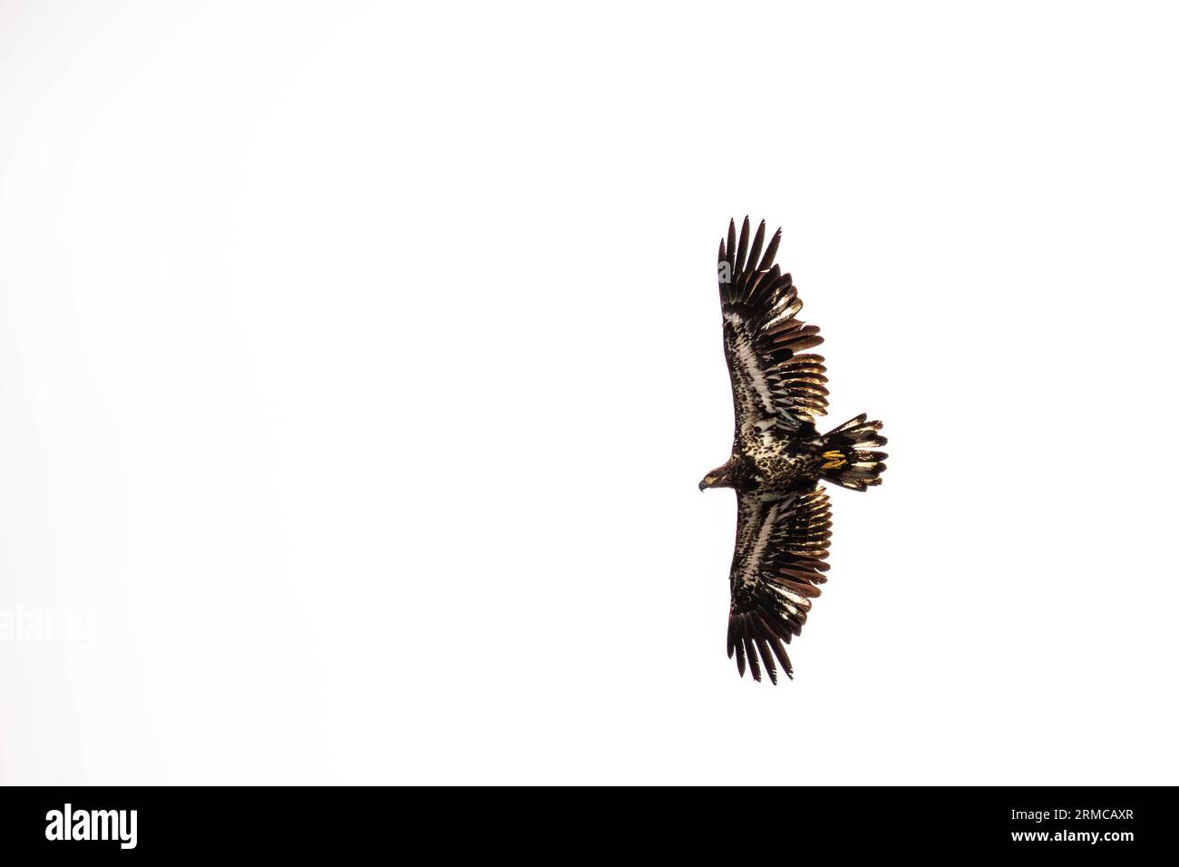 Bald eagle (Haliaeetus leuocephalus) young, flying on a white background with copy space, horizontal Stock Photo