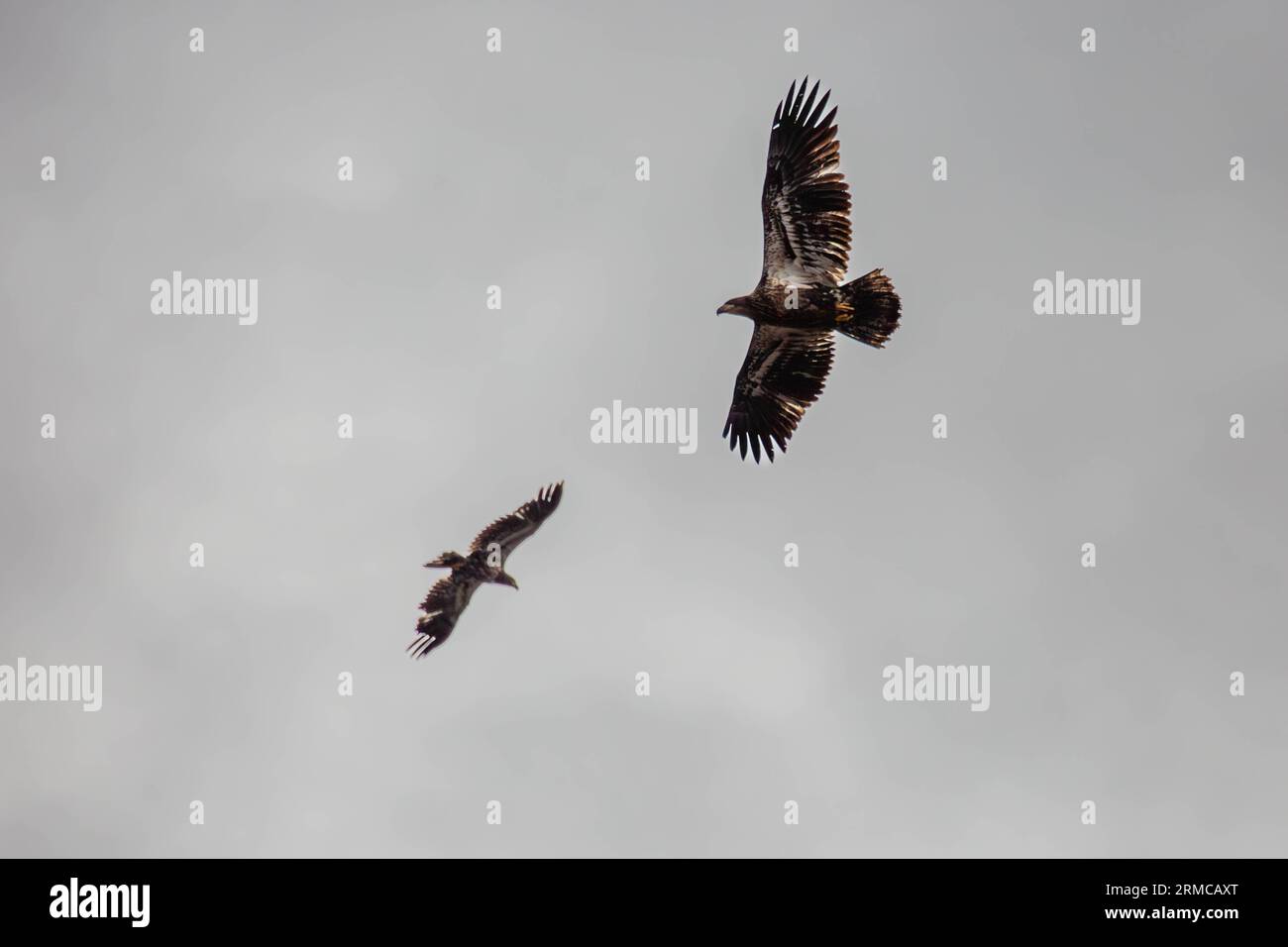 Bald eagle (Haliaeetus leuocephalus) young, flying on a white background with copy space, horizontal Stock Photo