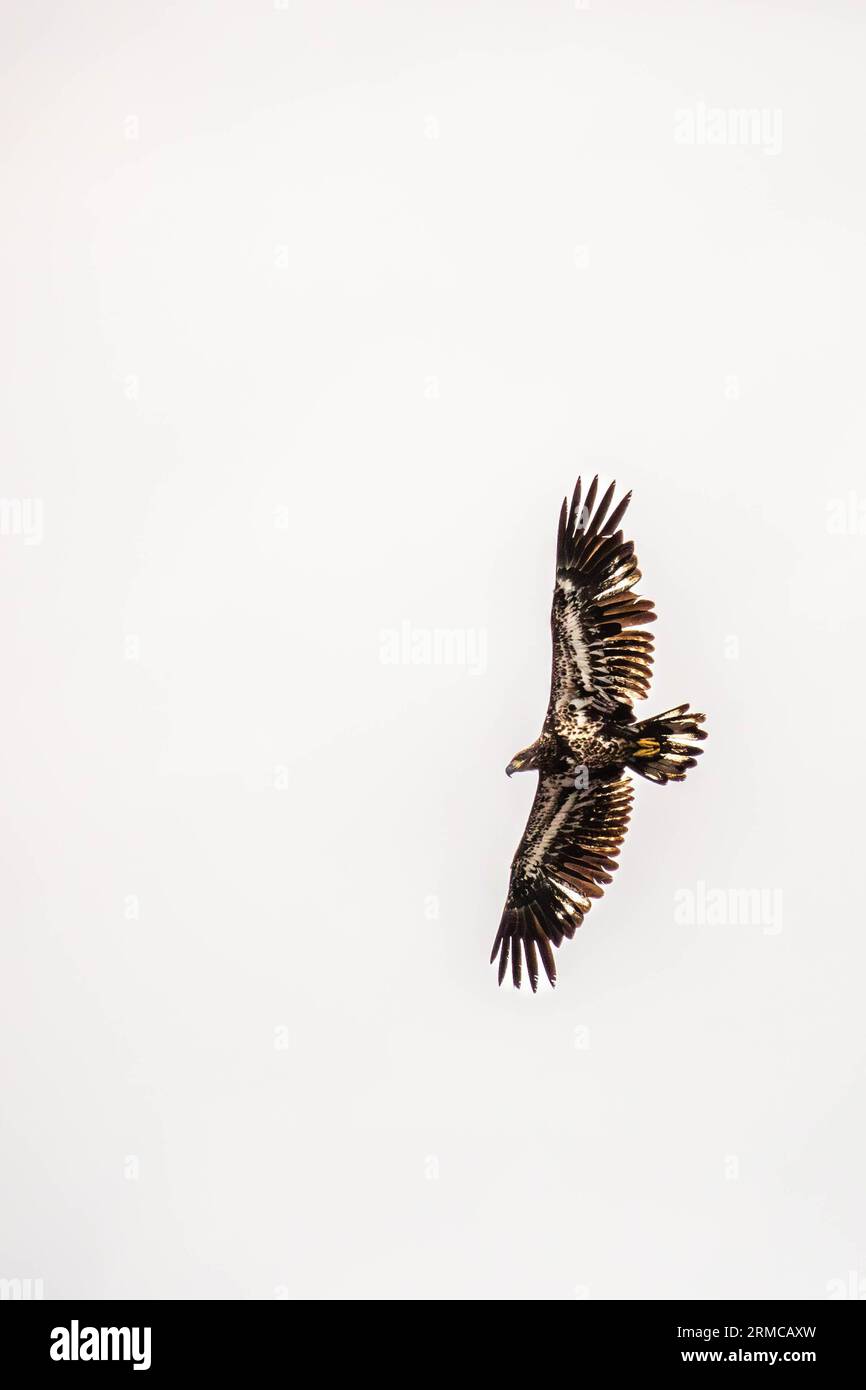 Bald eagle (Haliaeetus leuocephalus) young, flying on a white background with copy space, vertical Stock Photo