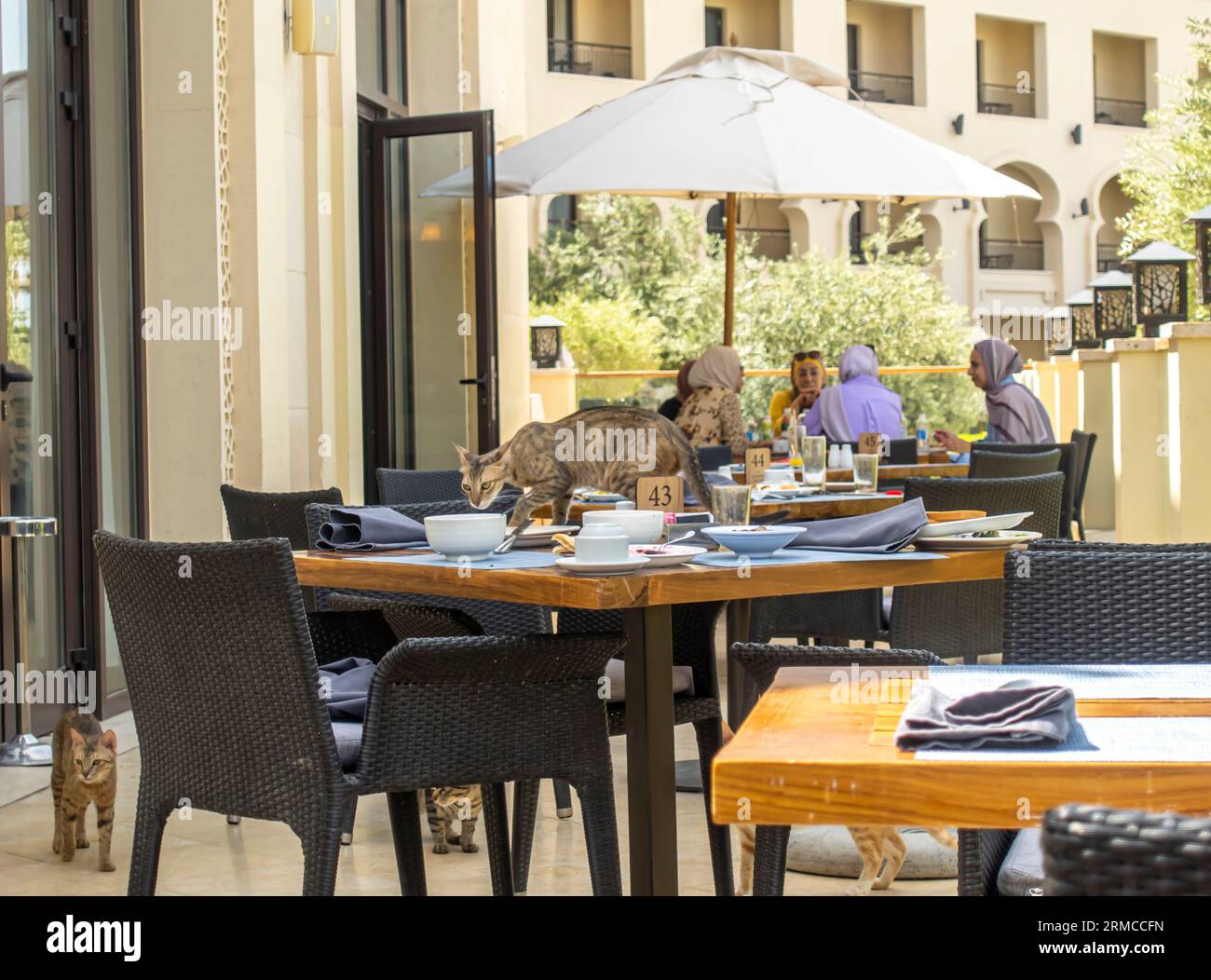 Cats eating from leftover plates in the breakfast area in the luxurious hotel Al Manara Aqaba Jordan Stock Photo