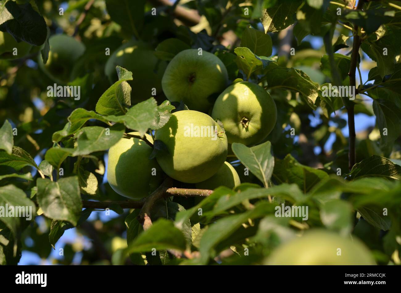 Green apples on a tree in the garden. Concept of growing your own organic food. Stock Photo