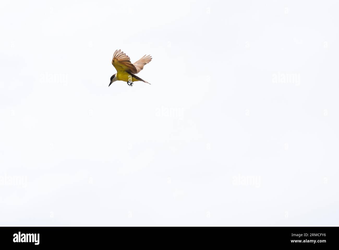 A yellow bird in full flight with open wings. Feeling of freedom. Wild life Stock Photo