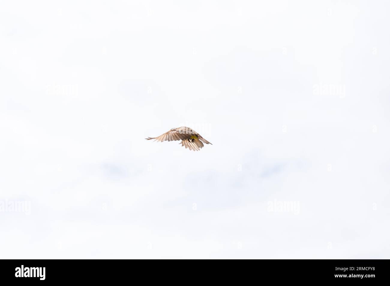 A yellow bird in full flight with open wings. Feeling of freedom. Wild life Stock Photo