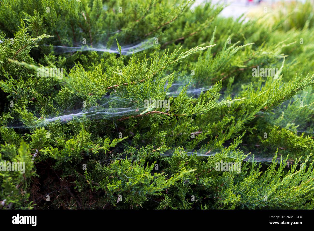 Juniper branches, thuja in the web. green wallpaper Stock Photo