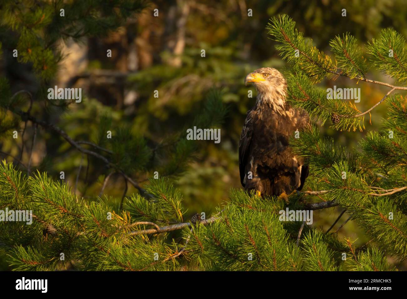 Bald eagle (Haliaeetus leucocephalus), Clearwater National Forest, Northwest Passage Scenic Byway, Idaho Stock Photo
