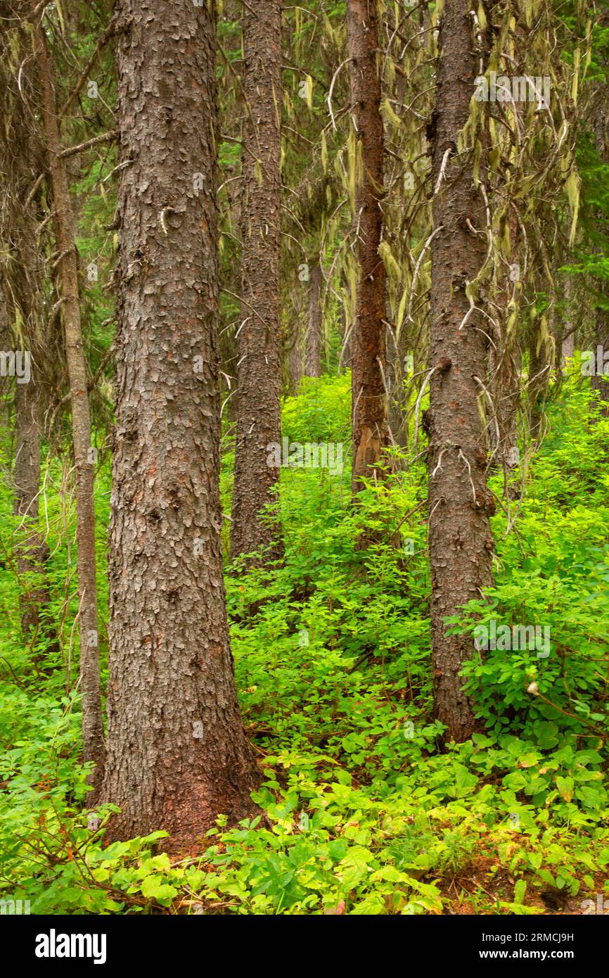 Englemann Spruce forest along High Mountain Meadows Interpretive Trail, Clearwater National Forest, Northwest Passage Scenic Byway, Idaho Stock Photo