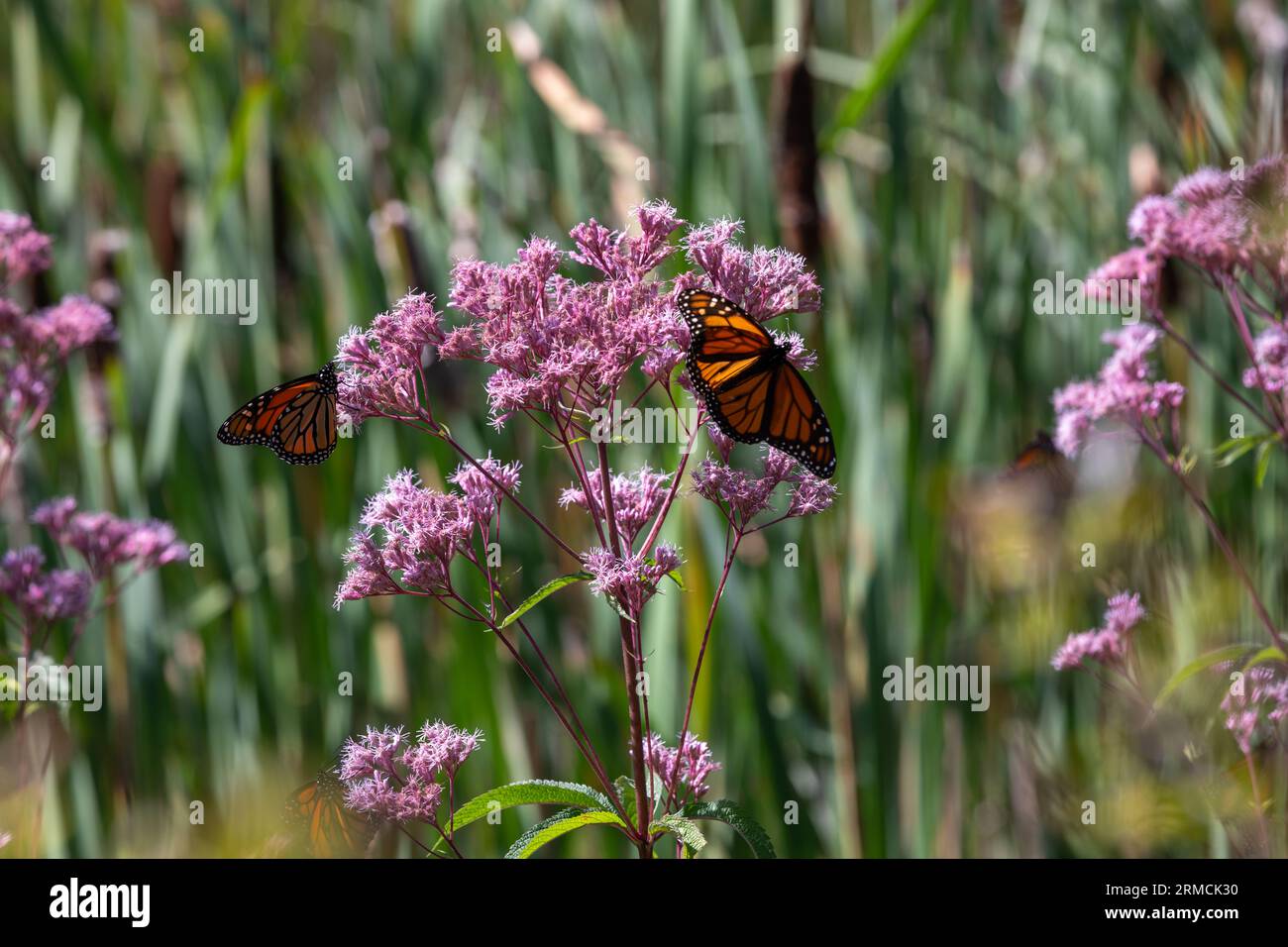 Monarch butterflies (Danaus plexippus) flit among a stand of purple Joe Pye weed (Eutrochium purpureum). The migratory butterflies are endangered Stock Photo