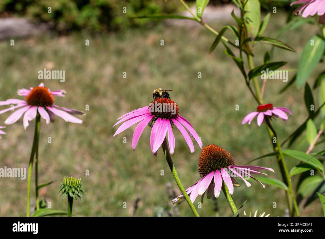 Close up view of pretty pink color purple coneflowers (echinacea purpurea) in a sunny yard with defocused background. View of bee. Stock Photo