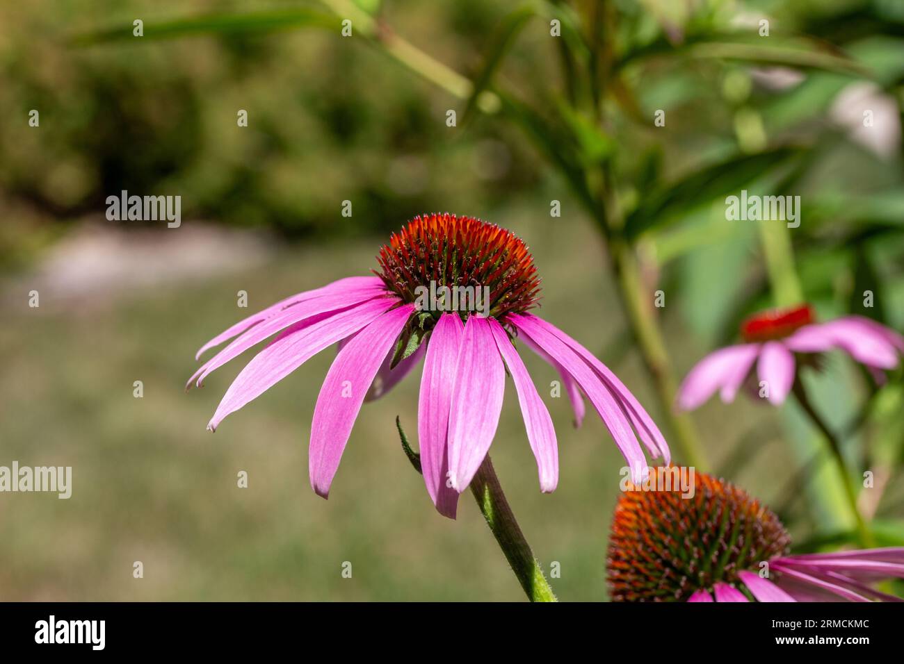 Close up view of pretty pink color purple coneflowers (echinacea purpurea) in a sunny yard with defocused background. Stock Photo